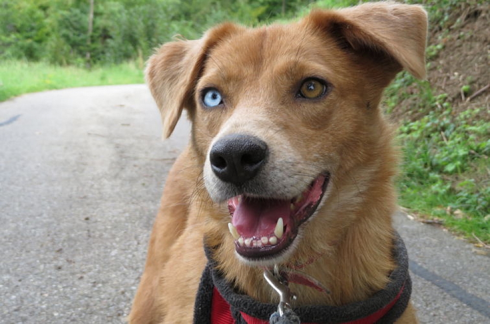 Aida, 3 Jahre 7 Monate HundeRumaenien Hilf dem Tier