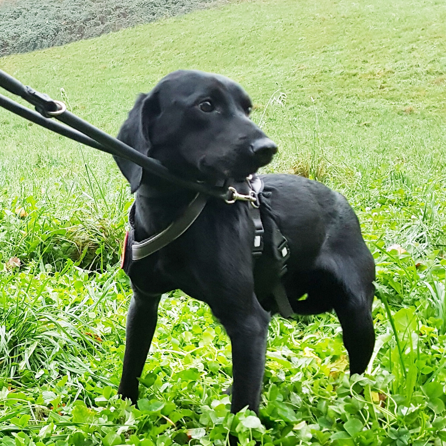 Bruno, 1 Jahr 1 Monate HundeRumaenien Hilf dem Tier