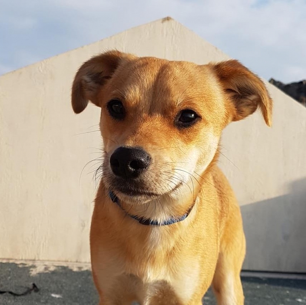 Ace, 2 Jahre 11 Monate Hunde vermittelt 2018 Hilf dem Tier