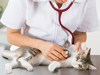 Krankenversicherung für Ihr Haustier