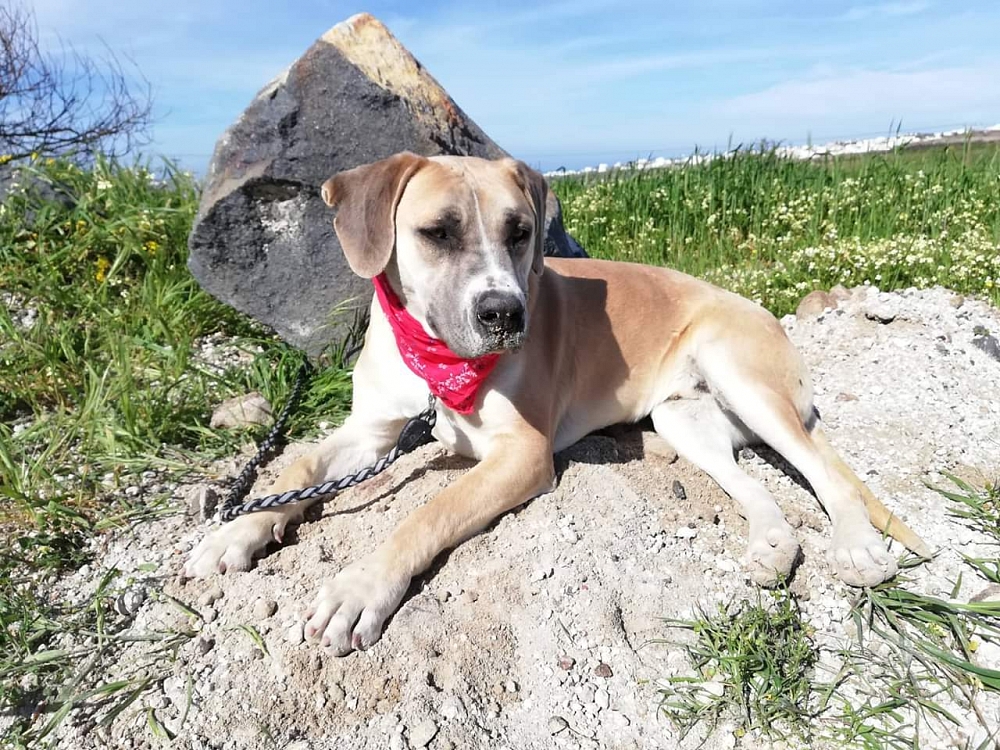 Happy, 2 Jahre 4 Monate Hunde in Griechenland Hilf dem Tier