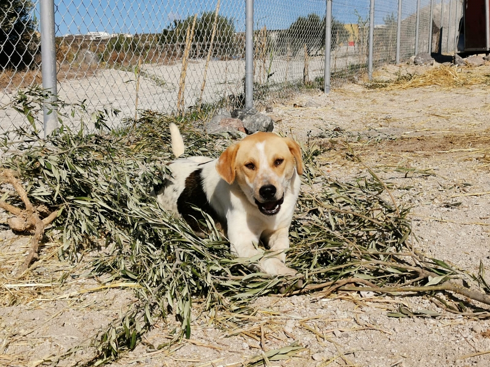 Koko, 1 Jahr 6 Monate Hunde in Griechenland Hilf dem Tier