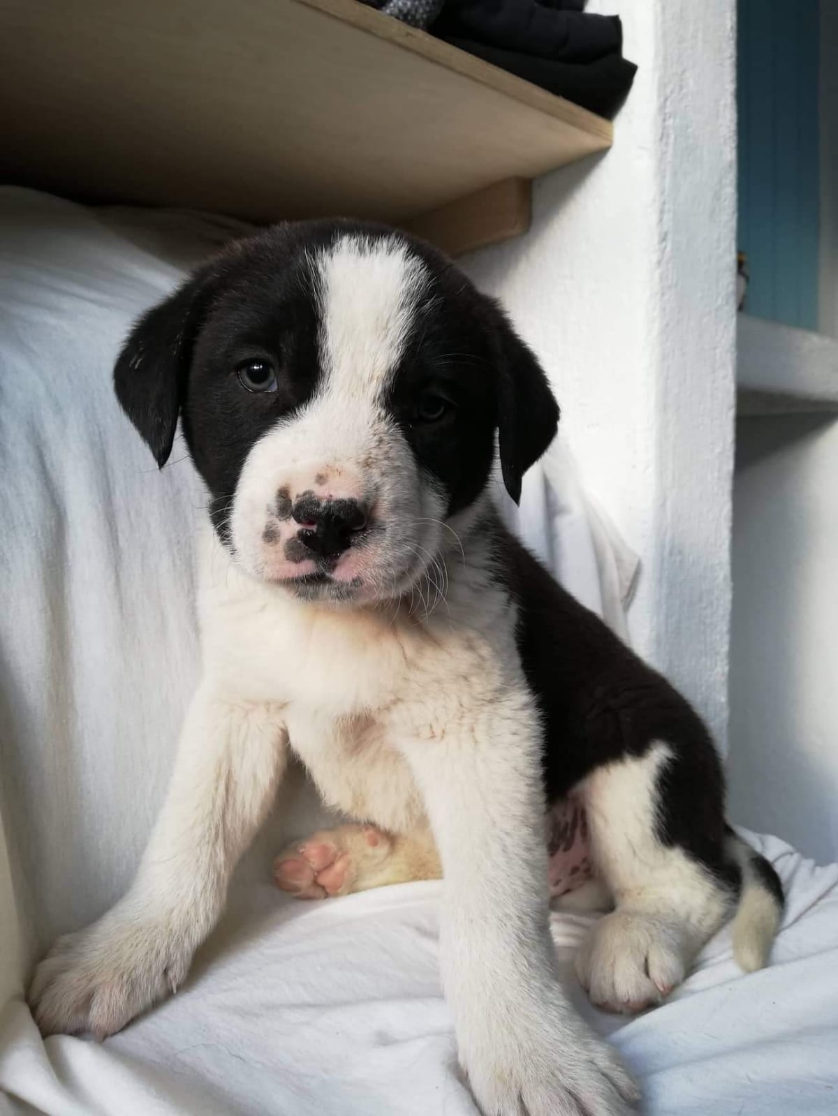 Beau, 5 Monate Hunde in Griechenland Hilf dem Tier
