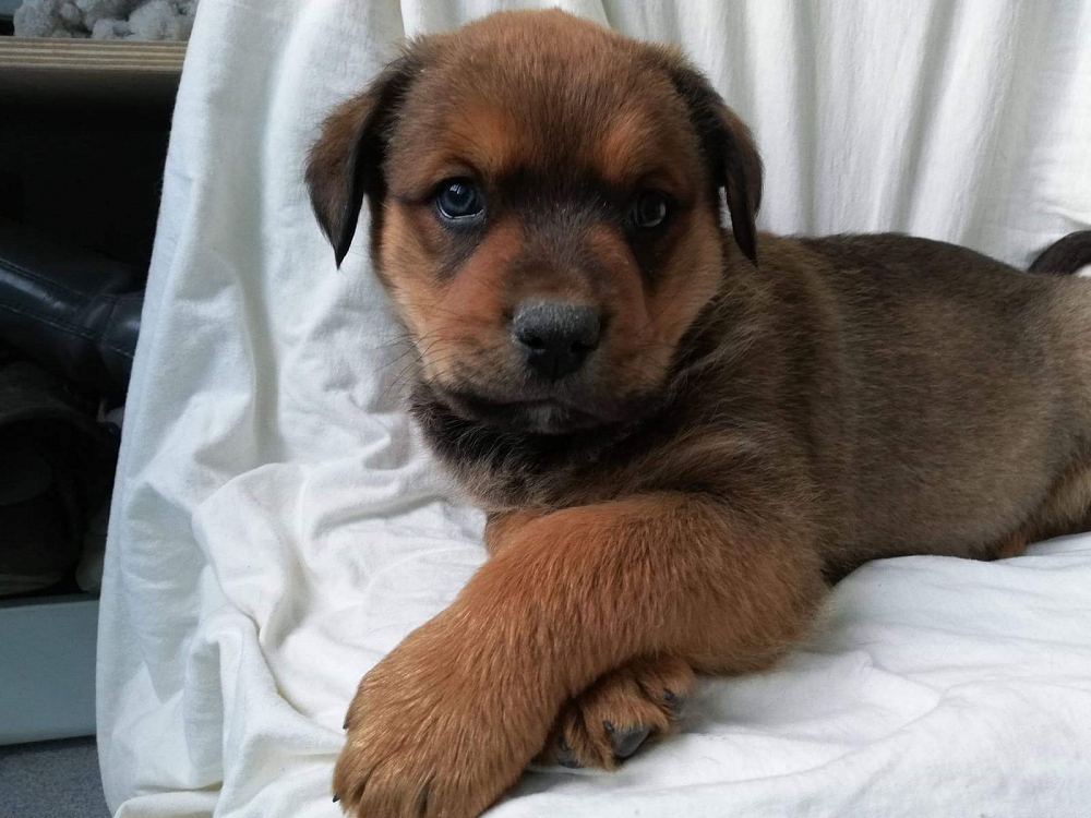 Boomer , 4 Monate Hunde in Griechenland Hilf dem Tier