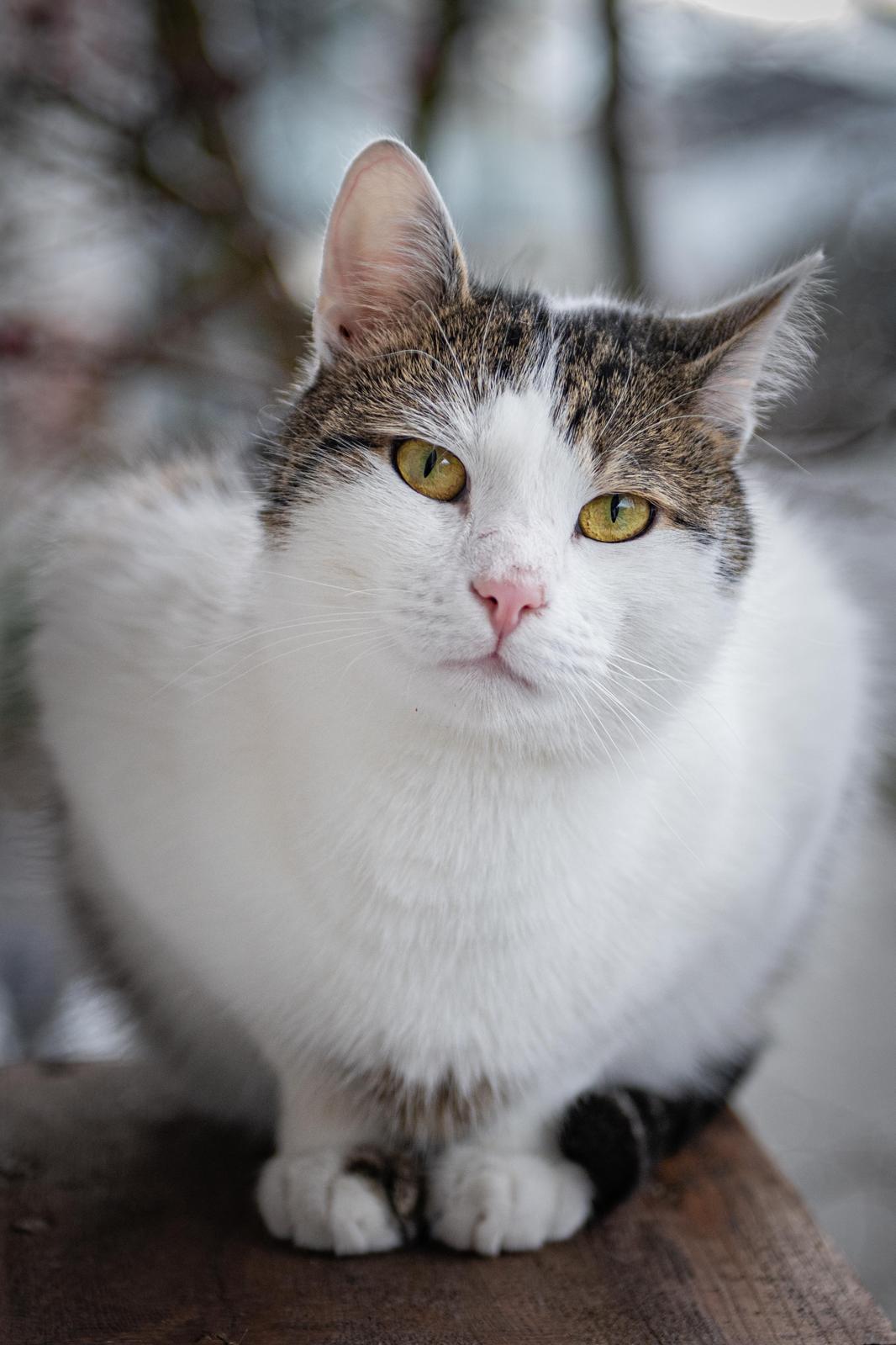 Rehabilitation in der Abendsonne, die Geschichte von Kater Benji