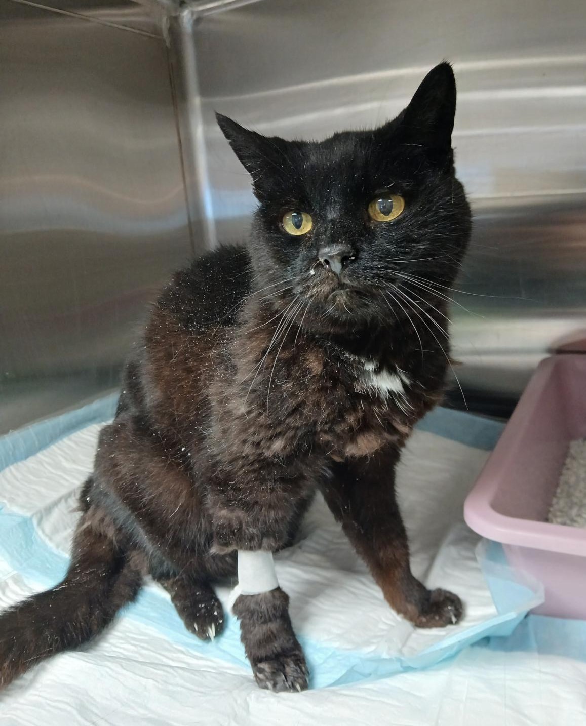 Neuer Bewohner in der Abendsonne