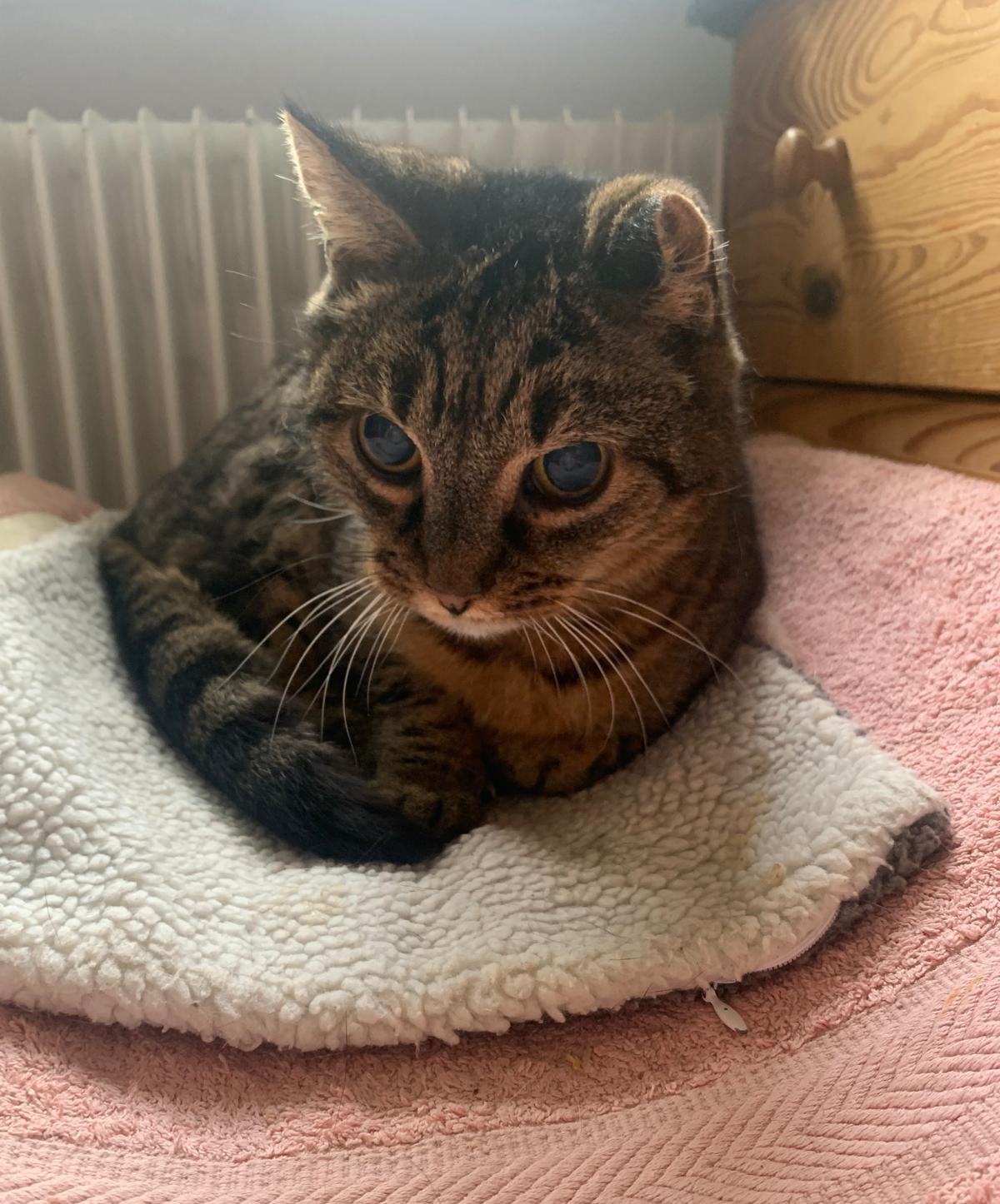 Neuer Bewohner in der Abendsonne