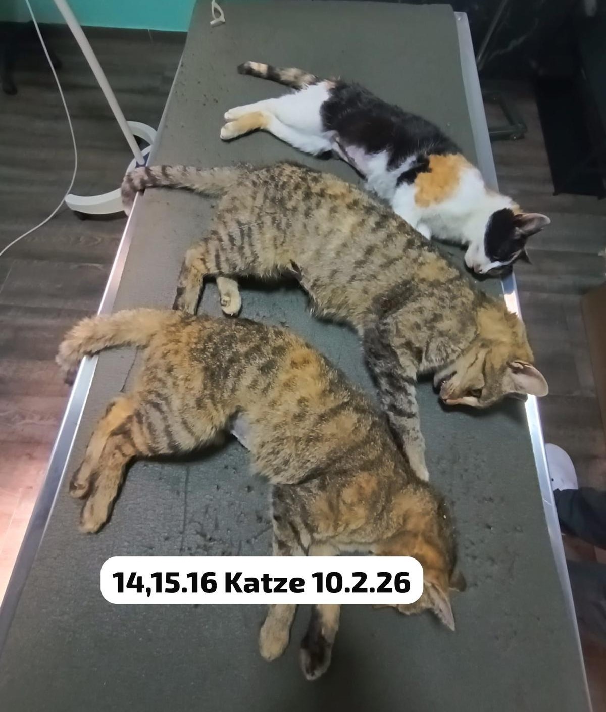 Kastrationen – Nachhaltiger Tierschutz