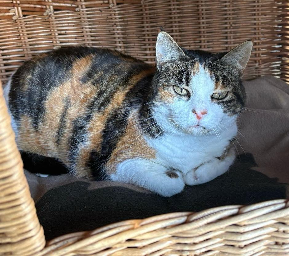 Neuer Bewohner in der Abendsonne