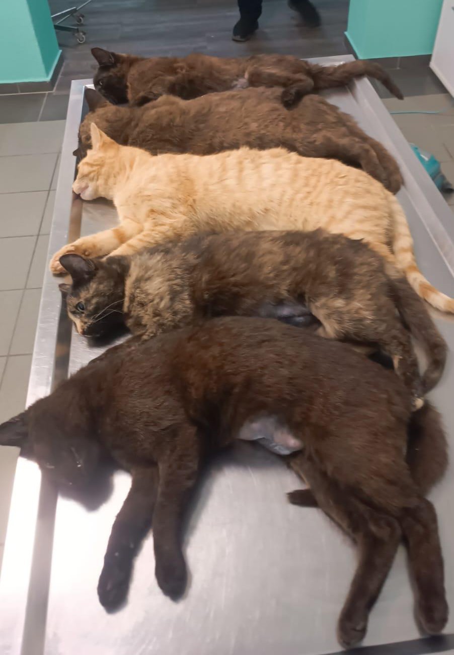 Kastrationen – Nachhaltiger Tierschutz