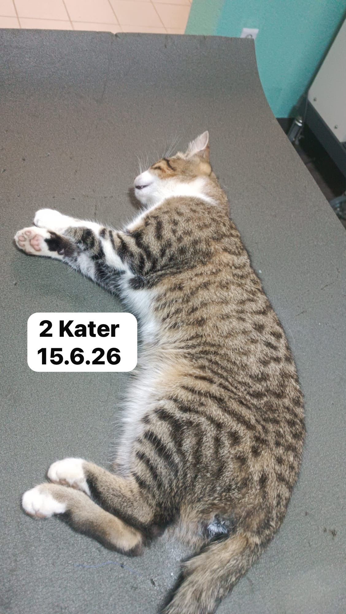 Kastrationen – Nachhaltiger Tierschutz
