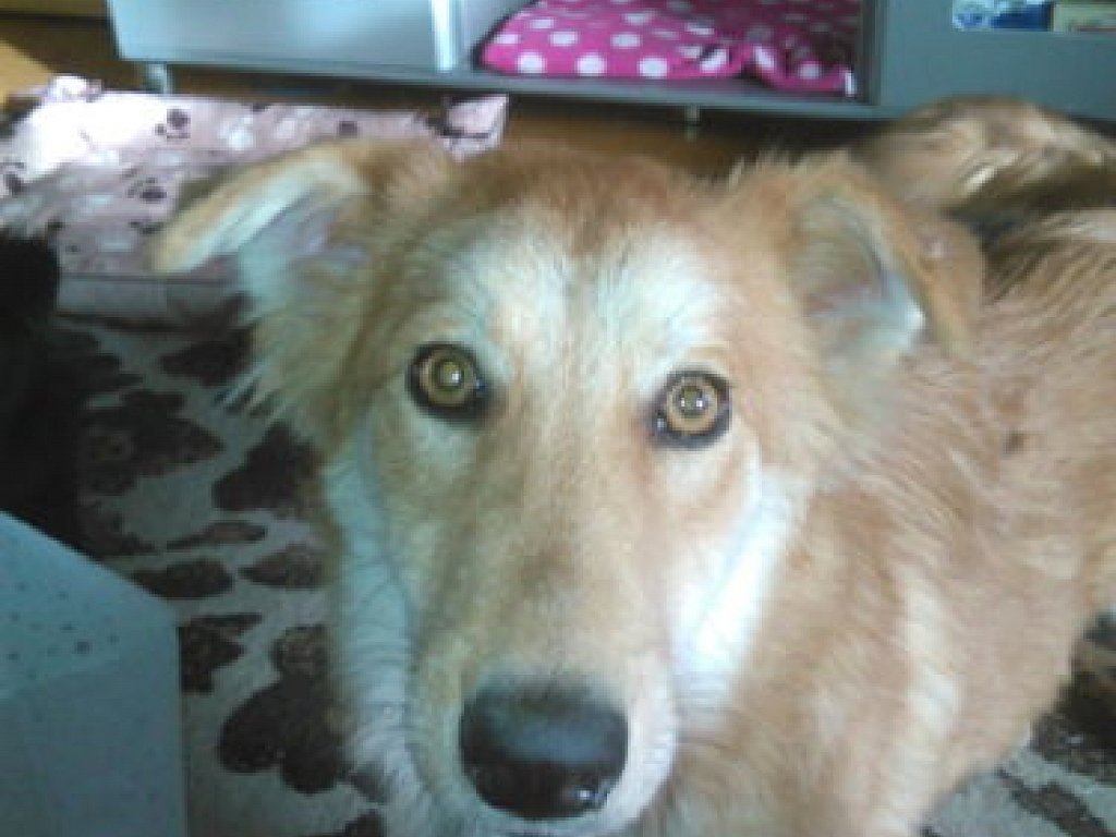 Zosia