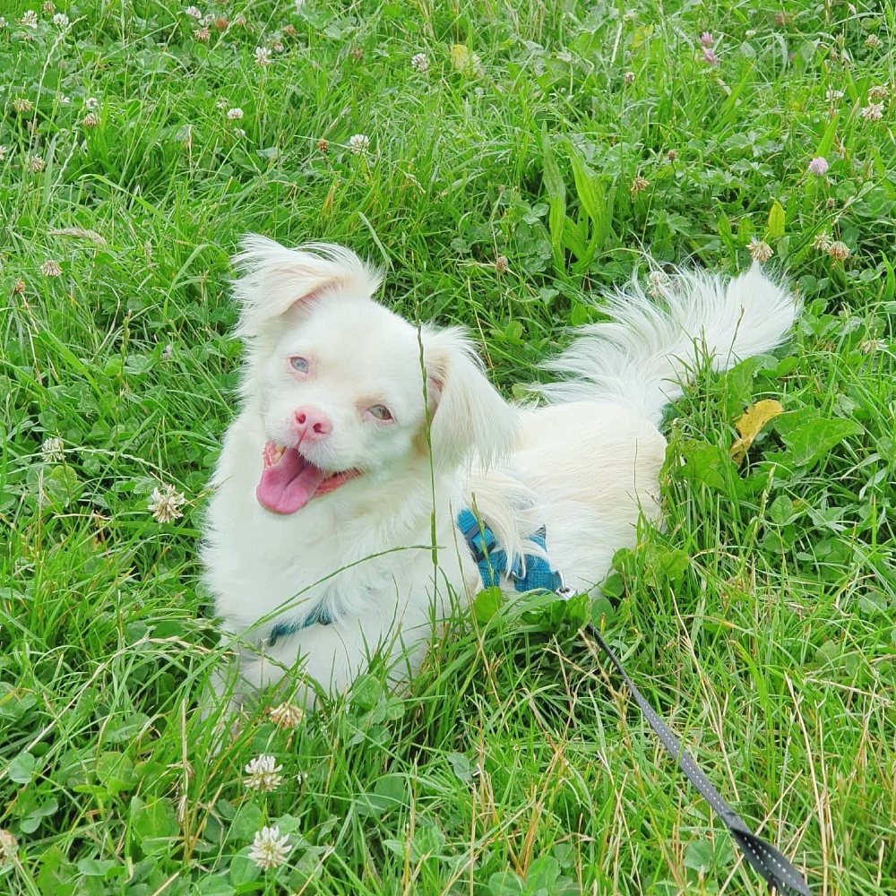 Silas