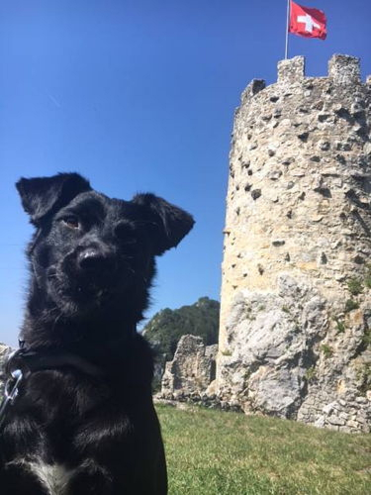 Cisco und Laika auf Schweiz-Tour