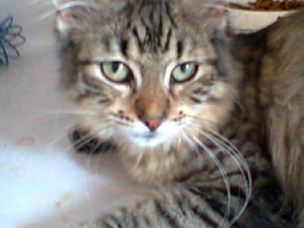 Bella