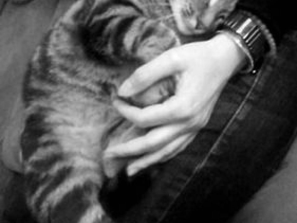 Capucine