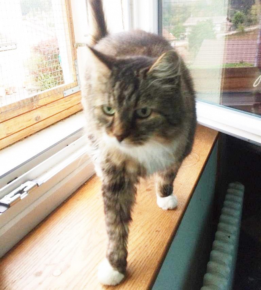 Lulu