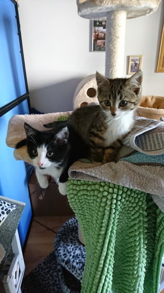 Sola und Mila