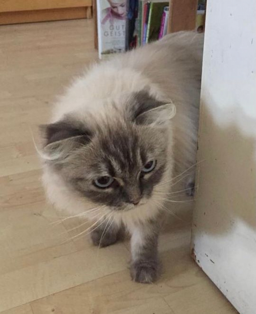 Aisha