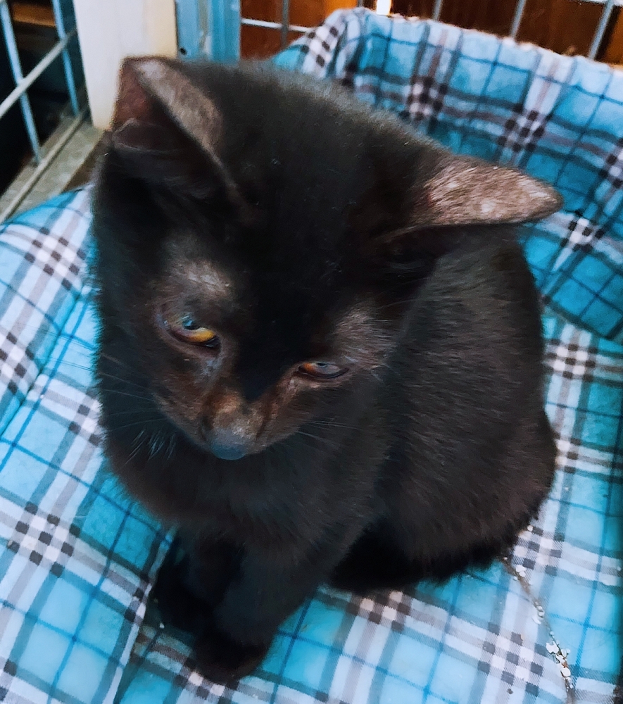 Leo