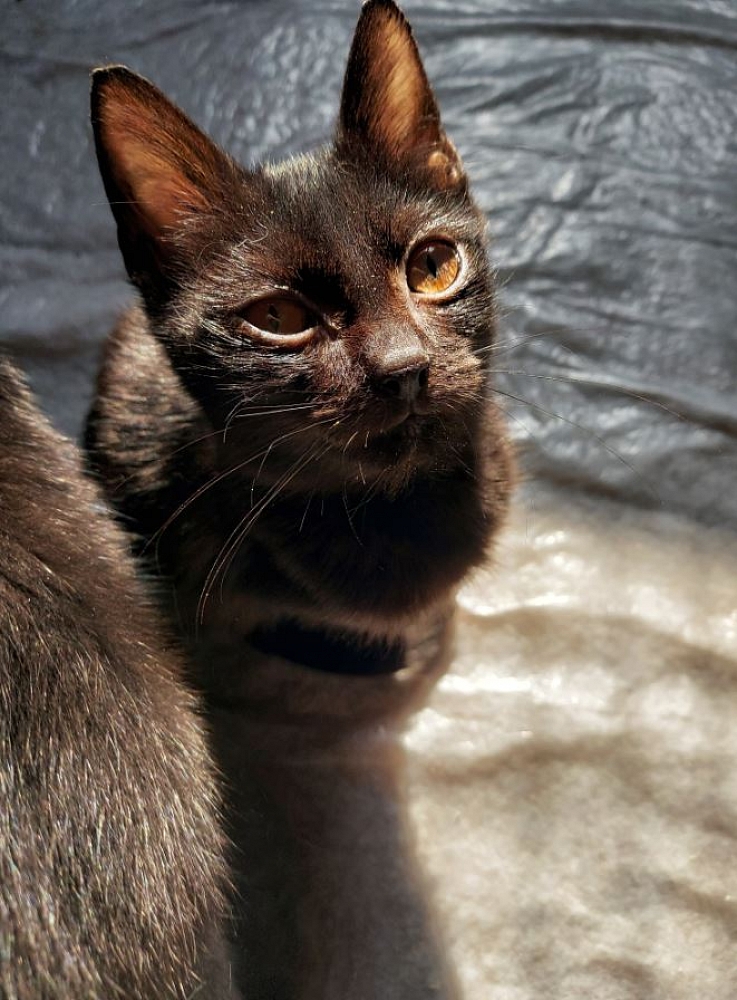 Oli