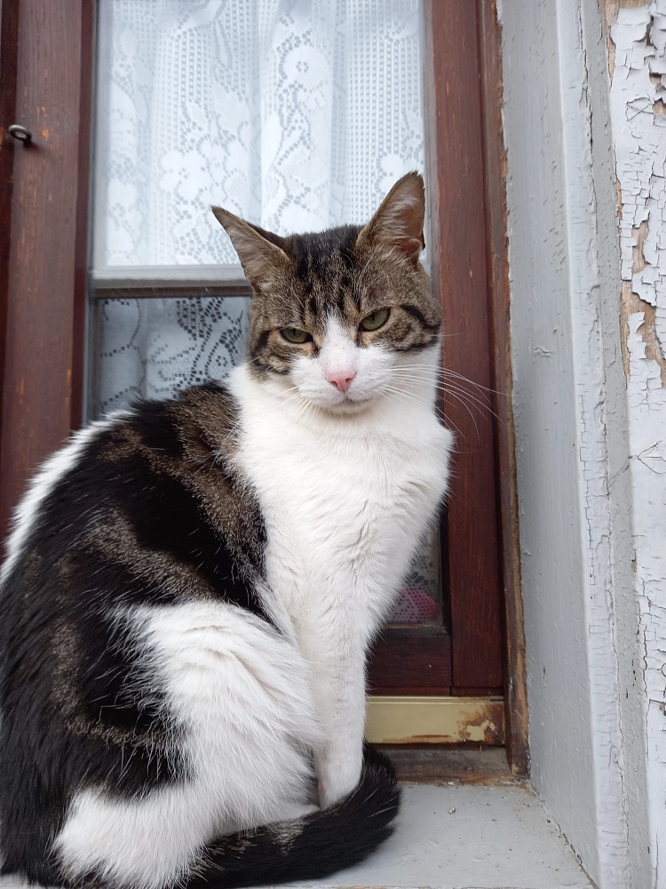 Sammy