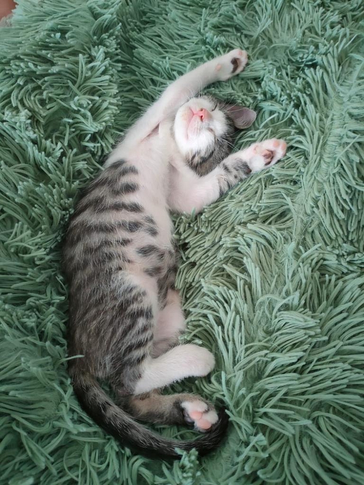 Eli