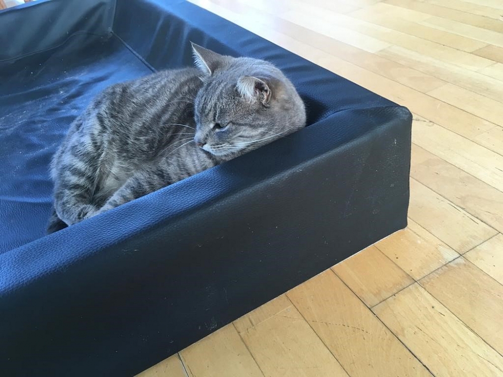 Aladdin erobert das Haus :-)